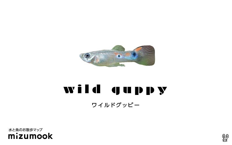 ワイルドグッピーの飼育 混泳 繁殖 病気 種類 ミズムック