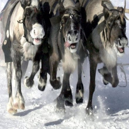 Anthrax in the Arctic