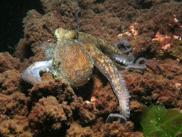 LOS PRIMEROS SERES INTELIGENTES DEL PLANETA -- Los cefalópodos, que incluyen no sólo el pulpo sino también calamares, sepias y nautilus, surgieron como depredadores en los antiguos océanos hace más de 400 millones de años.