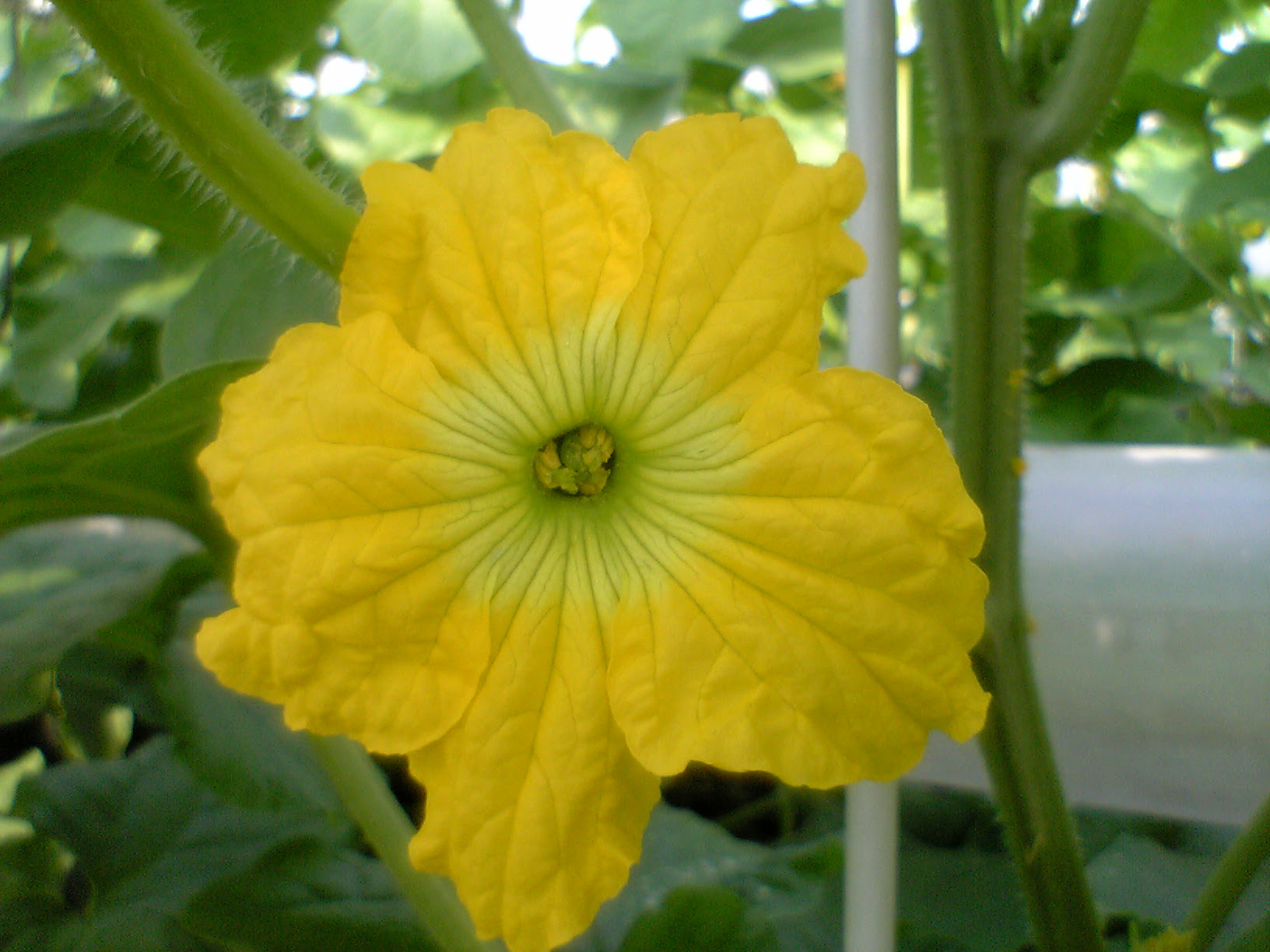 メロンの花 メロンとともに