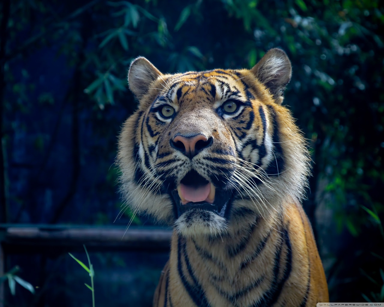 Sumatran Tiger ❤ 4K HD Desktop Wallpaper for 4K Ultra HD TV