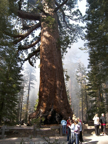The Grizzly Giant