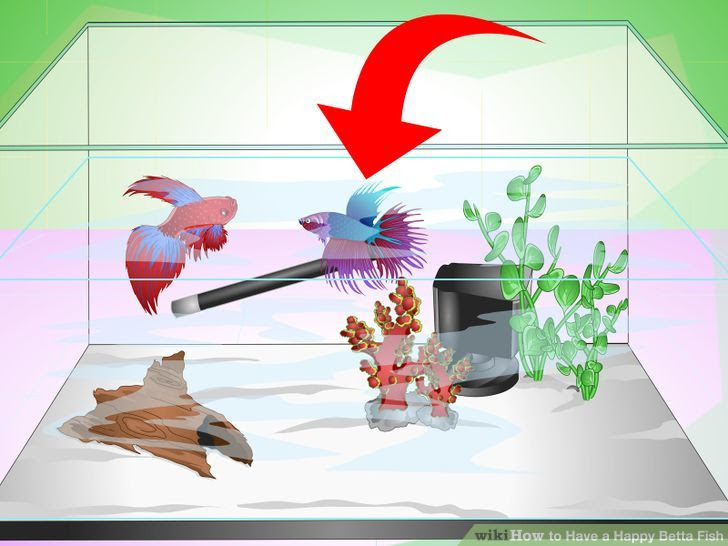 Have a Happy Betta Fish Step 15 Version 3.jpg
