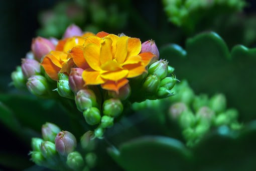 カランコエの花がら摘みの方法ややり方のコツとは 植物navi