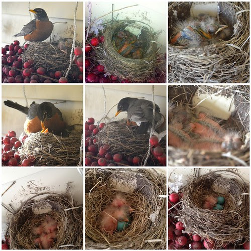 Baby robins