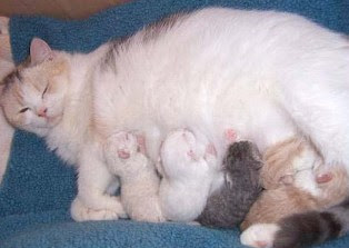 Katzenbaby So Beginnts Haustiersucheat Private