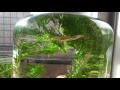 [ベスト] メダカ ボトル アクア 313345-ボトル アクアリウム メダカ 稚魚