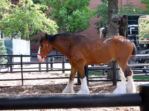 Budweiser Clydesdale, Anheuser Busch Brewery, St. Louis, Missouri