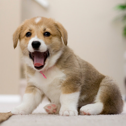愛犬がトイレで寝る しつけ方に問題があるの