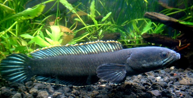 ドワーフスネークヘッド 繁殖への道 マレーシア産