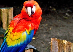 Scarlet Macaw
