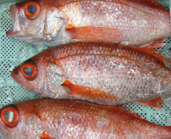 赤むつ アカムツ 沼津港の季節の魚図鑑 羽野水産株式会社 秋に獲れるお魚をご紹介