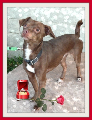 Haven Humane Society Pets of the Week-Redding (02/03/11)