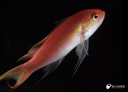 新着生物 新江ノ島水族館