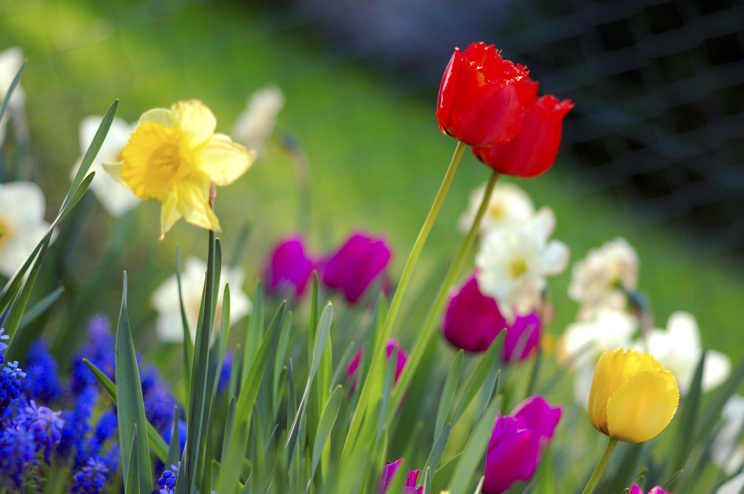 Spring ...