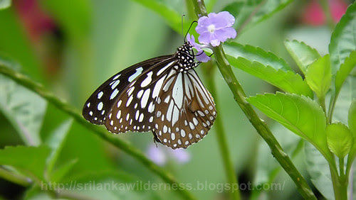Blue Tiger (Tirumala limniace)
