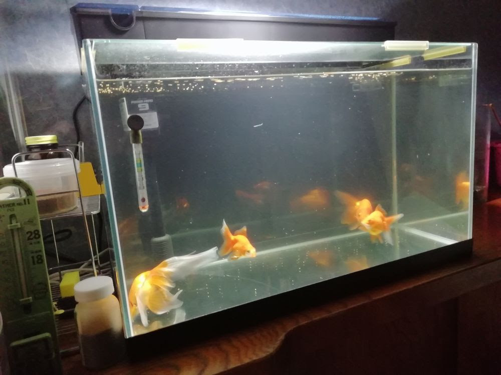 水槽立ち上げ Ebita Breed