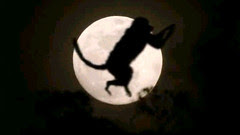 jumping