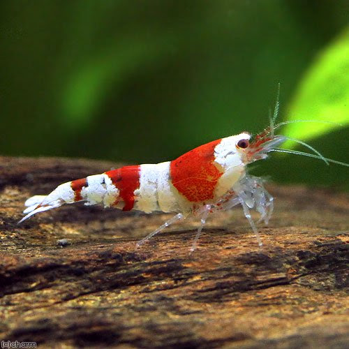 アクアリウムの人気者エビ シュリンプ の種類や飼い方 注意点など アクアリウムの始め方