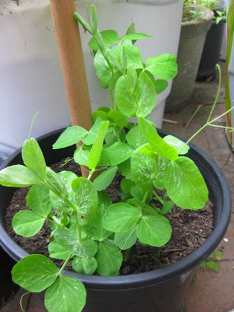 Snow Peas 2011: 