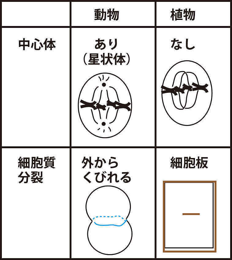 ６ 5月2日 動物細胞と植物細胞の分裂の相違点