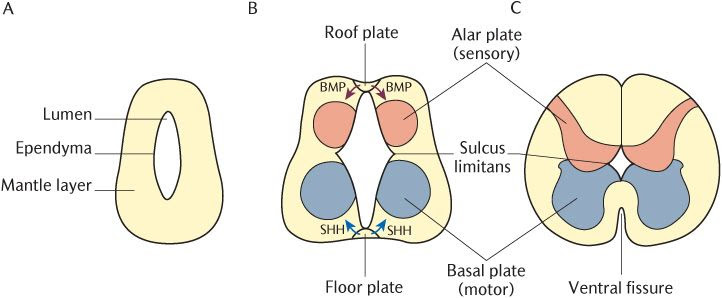 Introduction to Neuroanatomy - Part 2 (The Brain and the Spinal Cord)