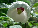 純白の花弁に赤い雄慈のコントラストが美しい端正な花オオヤマレンゲおおやまれんげ（大山蓮華）