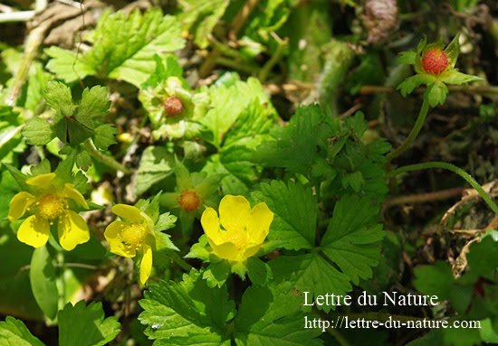 ヘビイチゴは優秀な漢方薬 焼酎漬けの効能効果は虫刺されやニキビにも Lettre Du Nature