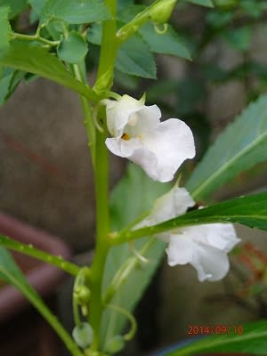 今年も虫さされの痒みどめ作ってます