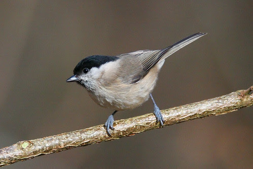 Marsh Tit (Poecile palustris)