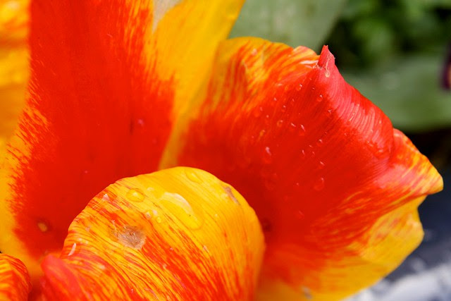 tulip, sw morrison