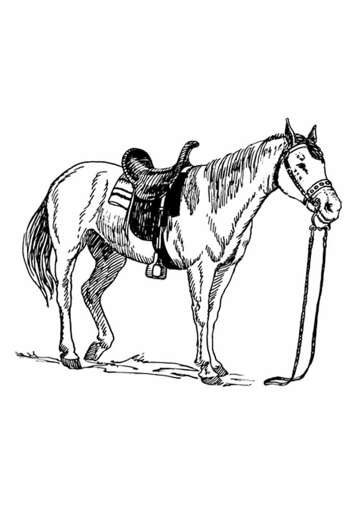 86 Desenhos De Cavalos Para Colorir Amor De Papeis