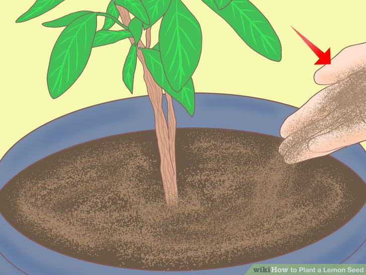 Plant a Lemon Seed Step 28.jpg