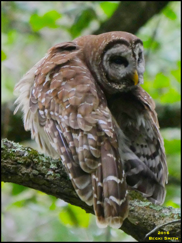 Barred Owl