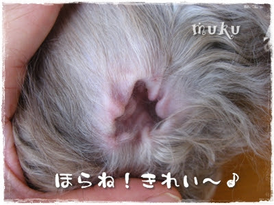 ワンコのお手入れ 耳毛を指で抜く そうめんサラダ いえろーばすけっと Note