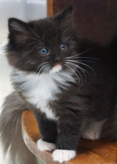 This image is for personal desktop wallpaper use only, if you are the . Available Kittens