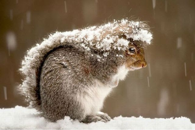 These Funny Animals