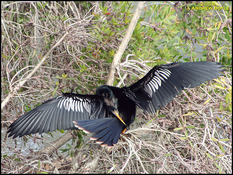 Anhinga