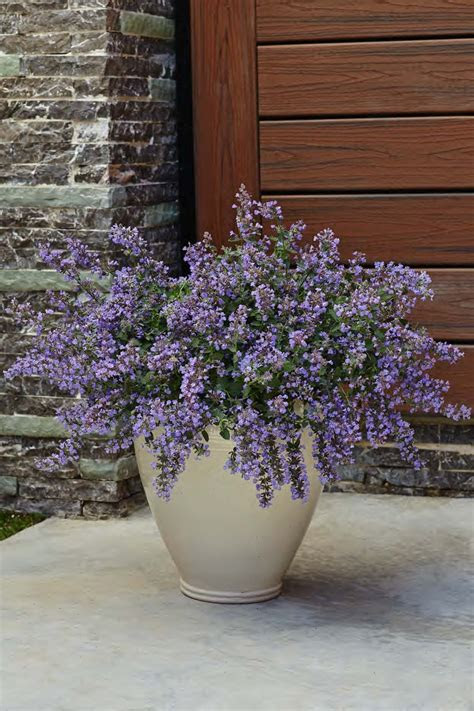 Perennial plants are an essential part of planning a garden. 'Cat's Meow' - Catmint - Nepeta faassenii Images | Proven
