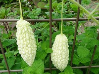 １０月１９日の誕生花 ニガウリ 苦瓜 の花言葉 強壮 沖縄の健康野菜の代表ゴーヤ 弥生おばさんのガーデニングノート 花と緑の365日 楽天ブログ