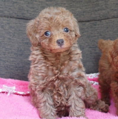 関東 東京 トイプードル子犬 5頭見学できます シルバー レッド カフェオレ わんこと一緒