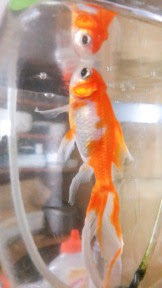 金魚さん縦になる マイエクの目線blog