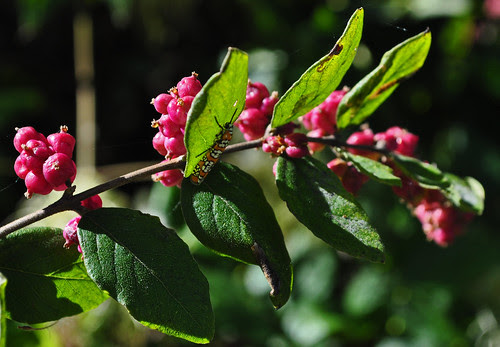 Symphoricarpos orbiculatus