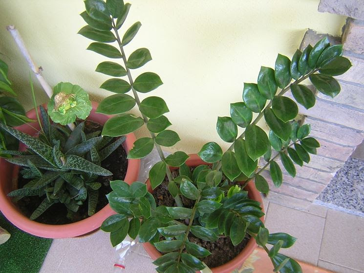 Piante da appartamento - Piante appartamento - Cura piante ...
