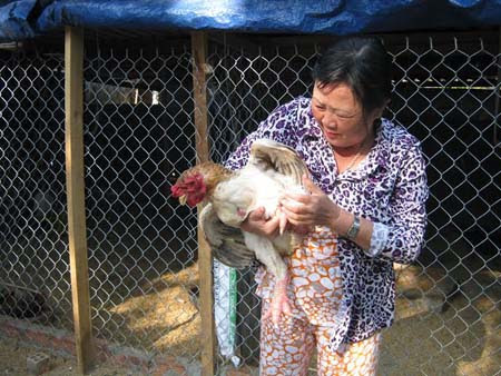 Gà Đông Tảo thu hút khách