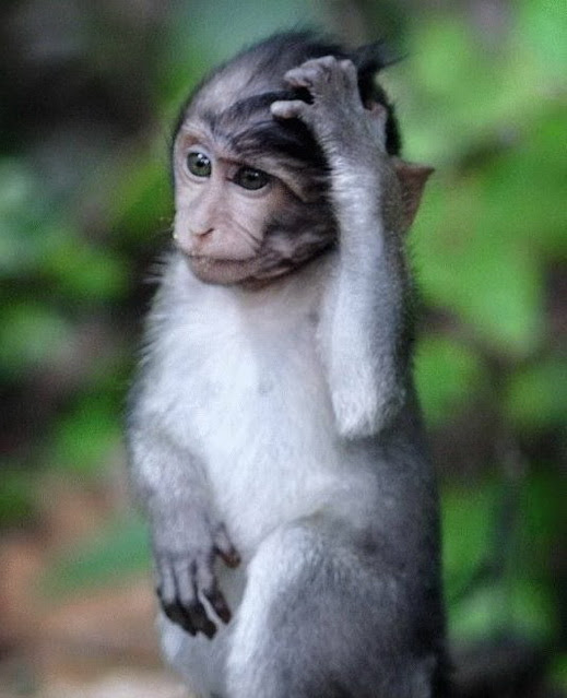 Koleksi Gambar Binatang Yang Comel Dan Kelakar Cisdel Com