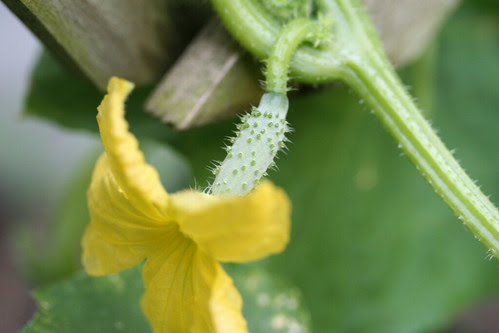 garden flowers  072