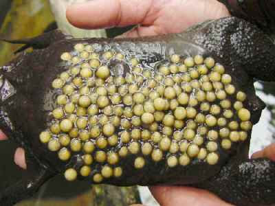 SurinamToad
