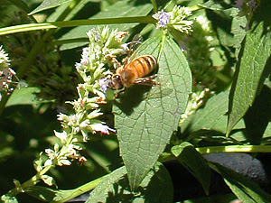 bee on late summer flower
