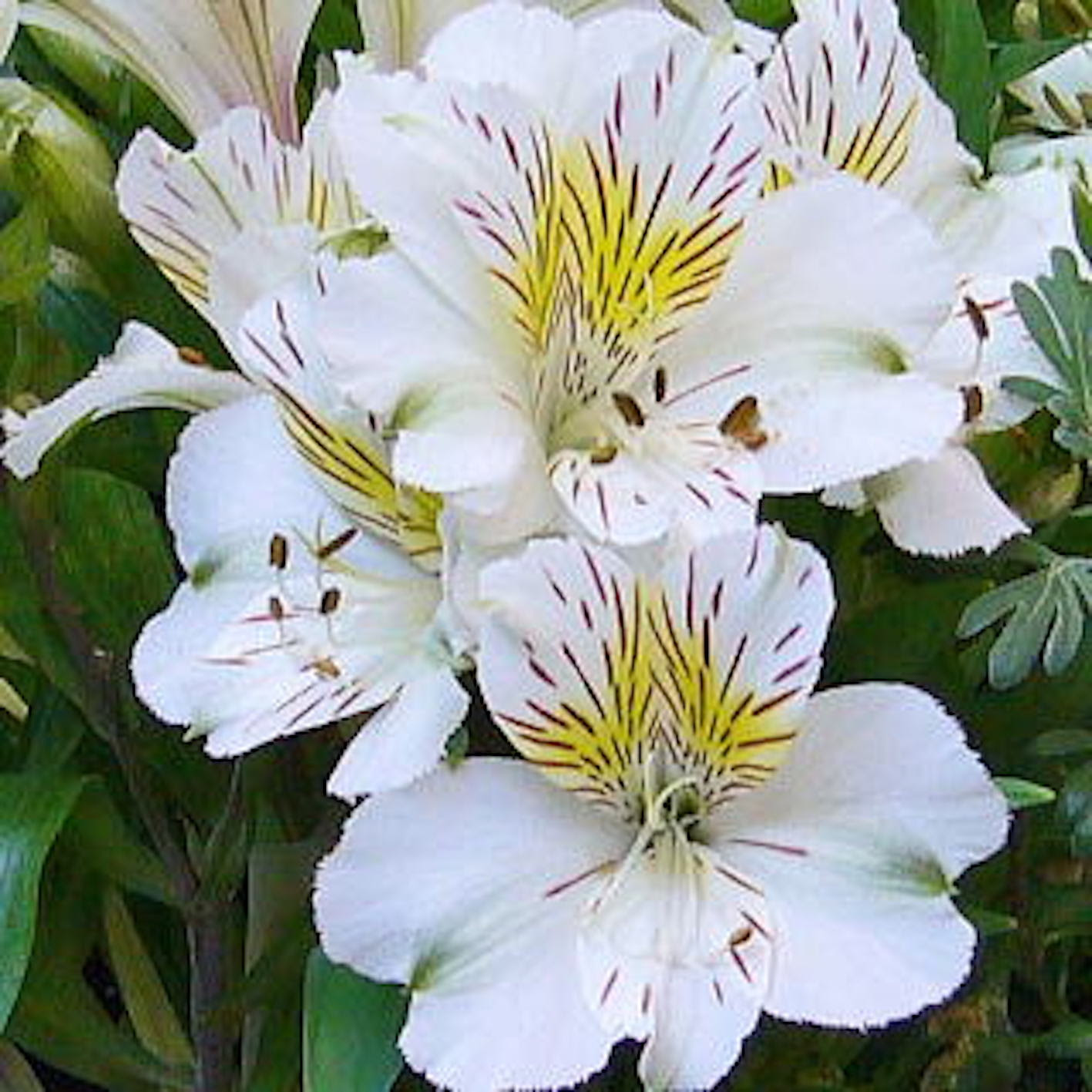 アルストロメリアに新品種が追加 どんな花 植物navi